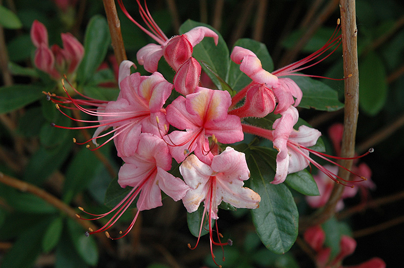 Pink And Sweet Azalea (Rhododendron 'Pink And Sweet') at Kennedy's Country Gardens