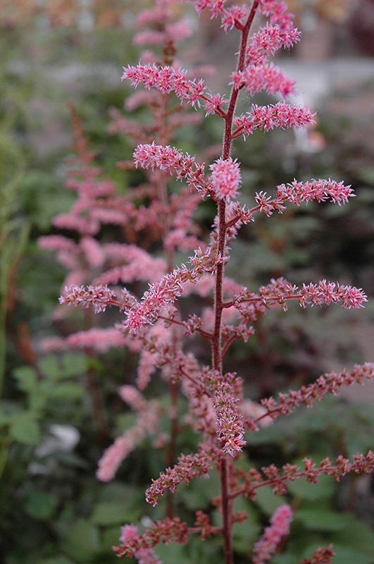 Color Flash Astilbe (Astilbe x arendsii 'Color Flash') at Kennedy's Country Gardens