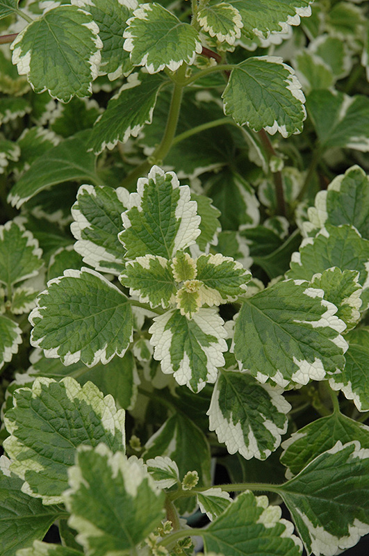 Variegated Swedish Ivy (Plectranthus coleoides 'Variegata') at Kennedy's Country Gardens
