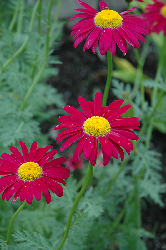 Robinson's Red Painted Daisy (Tanacetum coccineum 'Robinson's Red') at Kennedy's Country Gardens