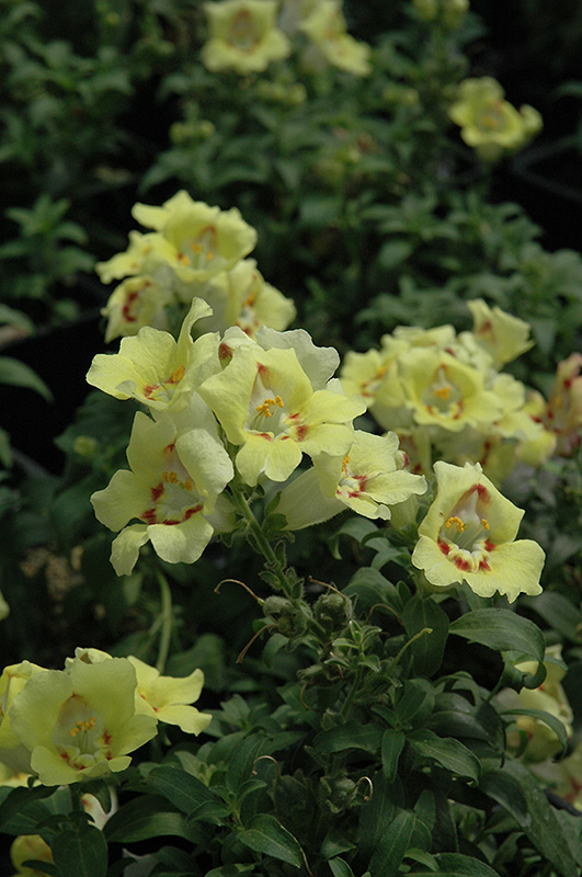 Buttery Dragon Snapdragon (Antirrhinum majus 'Buttery Dragon') at Kennedy's Country Gardens