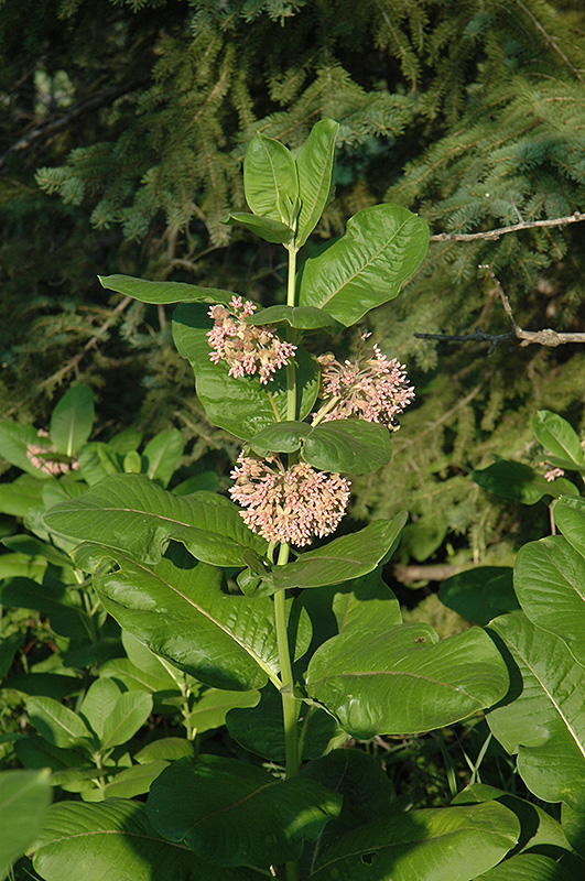 Common Milkweed (Asclepias syriaca) at Kennedy's Country Gardens