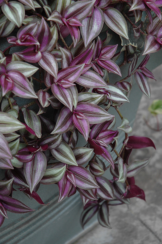 Wandering Jew (Tradescantia zebrina) at Kennedy's Country Gardens