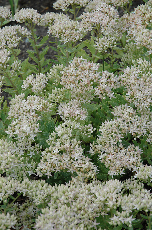 Thundercloud Stonecrop (Sedum 'Thundercloud') at Kennedy's Country Gardens