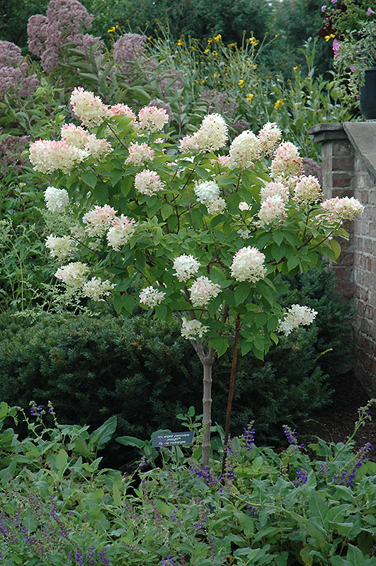 Limelight Hydrangea (tree form) (Hydrangea paniculata 'Limelight (tree form)') at Kennedy's Country Gardens