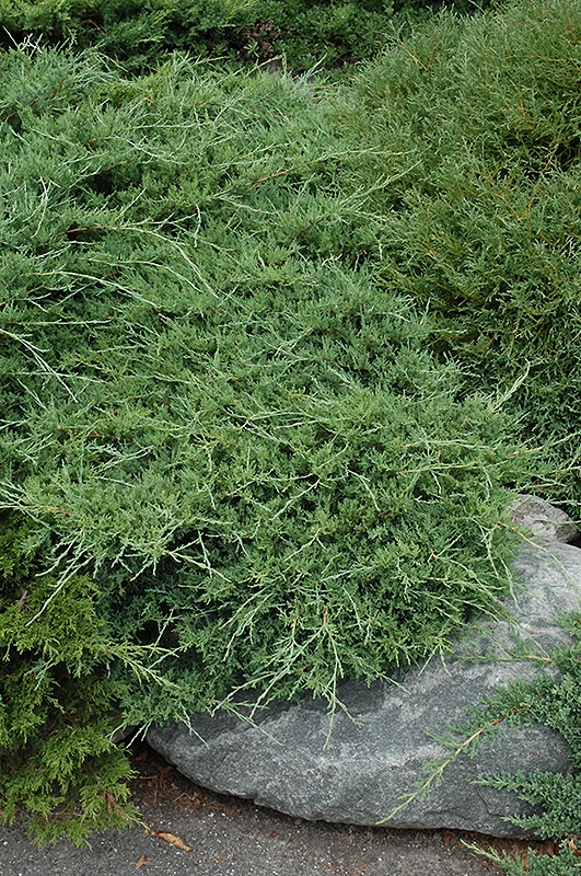 Sea Spray Juniper (Juniperus chinensis 'Sea Spray') at Kennedy's Country Gardens