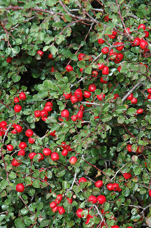 Cranberry Cotoneaster (Cotoneaster apiculatus) at Kennedy's Country Gardens