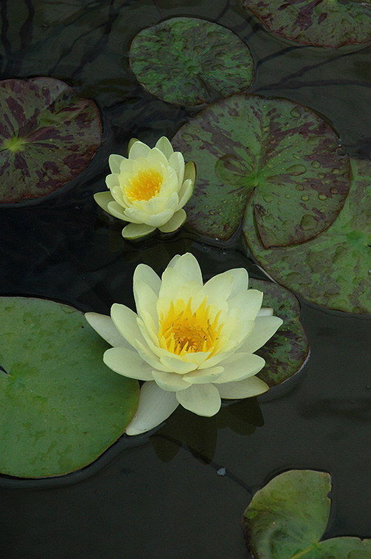 Marliacea Chromatella Hardy Water Lily (Nymphaea 'Marliacea Chromatella') at Kennedy's Country Gardens