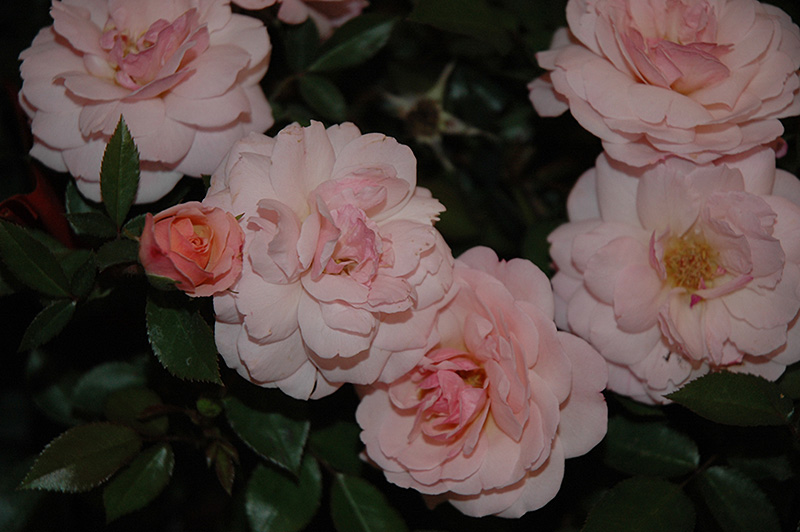 Calypso Rose (Rosa 'BAIypso') at Kennedy's Country Gardens