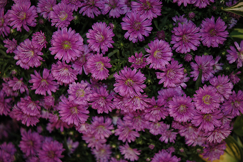 Pink Henry Aster (Aster 'Pink Henry') at Kennedy's Country Gardens