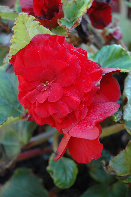 Bliss Deep Red Begonia (Begonia 'Bliss Deep Red') at Kennedy's Country Gardens