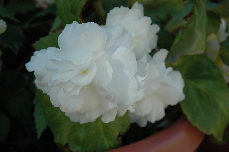 Bliss White Begonia (Begonia 'Bliss White') at Kennedy's Country Gardens