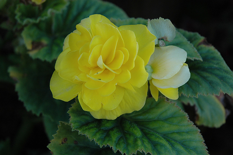 Bliss Yellow Begonia (Begonia 'Bliss Yellow') at Kennedy's Country Gardens