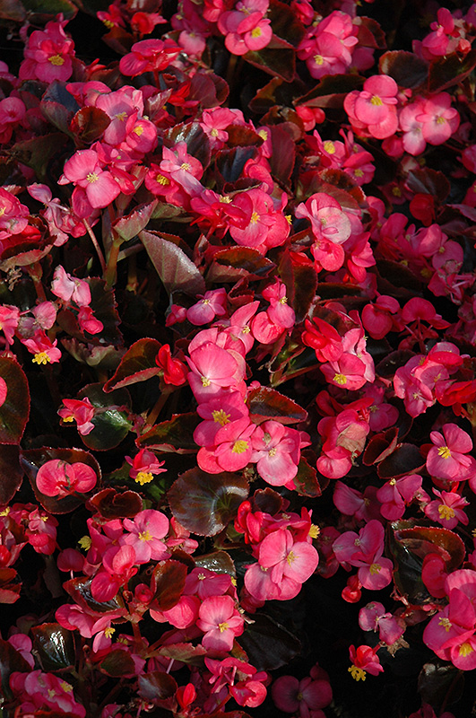 Bada Boom Rose Begonia (Begonia 'Bada Boom Rose') at Kennedy's Country Gardens