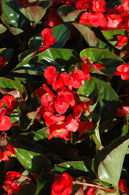 Whopper Red Green Leaf Begonia (Begonia 'Whopper Red Green Leaf') at Kennedy's Country Gardens