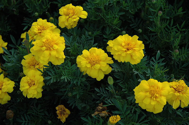 Durango Yellow Marigold (Tagetes patula 'Durango Yellow') at Kennedy's Country Gardens
