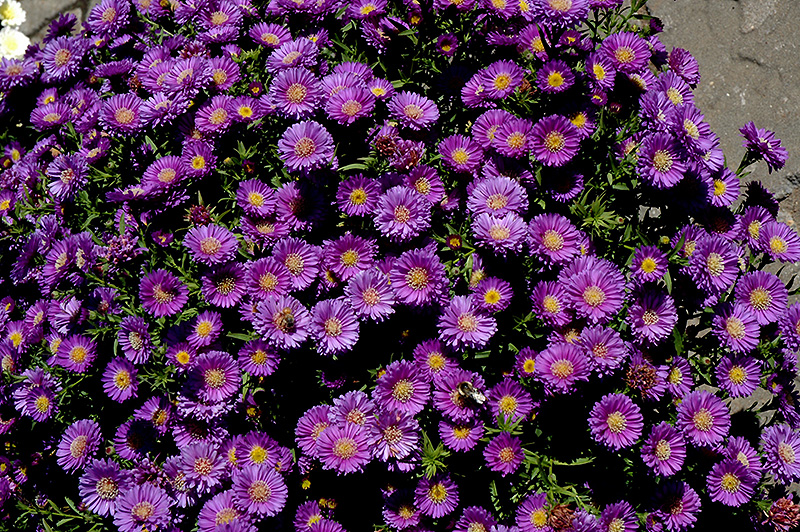 Magic Aster (Aster 'Magic') at Kennedy's Country Gardens