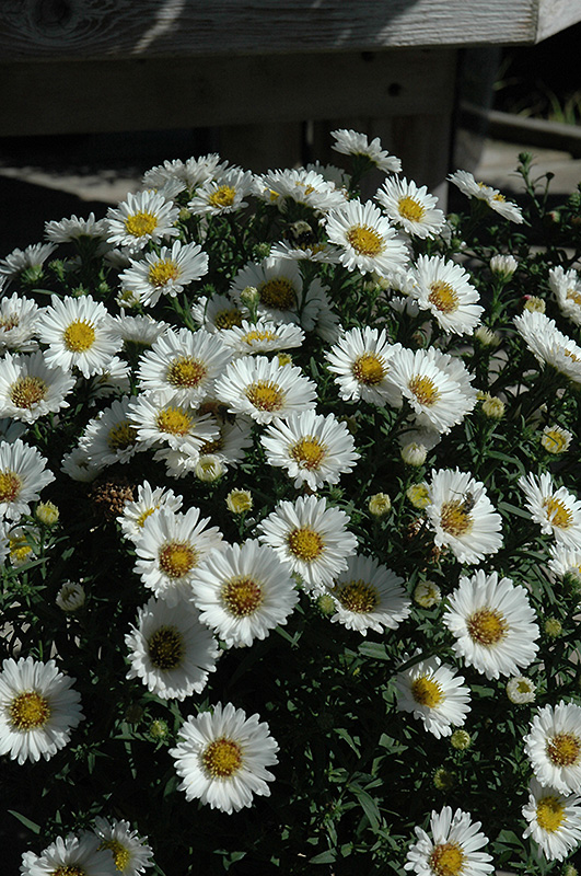 Puff White Aster (Aster 'Puff White') at Kennedy's Country Gardens