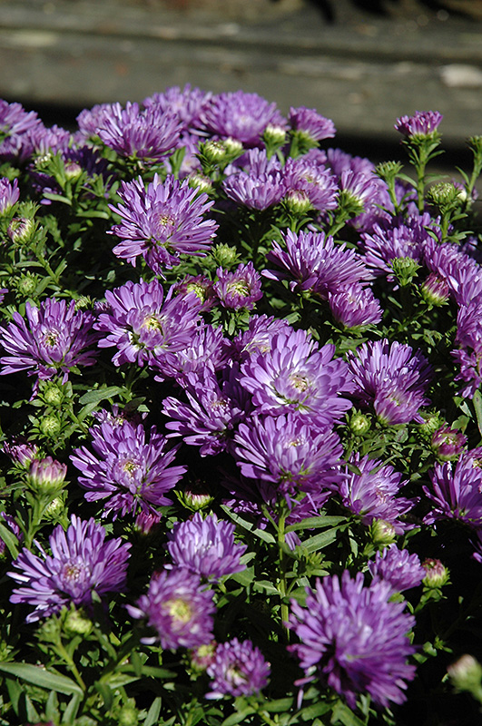 Blue Henry Aster (Aster 'Blue Henry') at Kennedy's Country Gardens