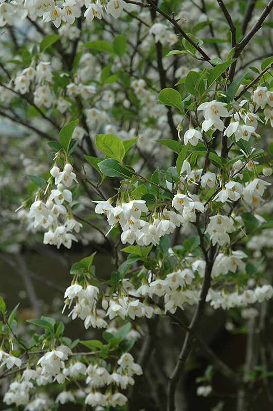 Japanese Snowbell (Styrax japonicus) at Kennedy's Country Gardens