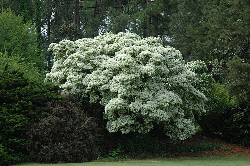 Chinese Fringetree (Chionanthus retusus) at Kennedy's Country Gardens