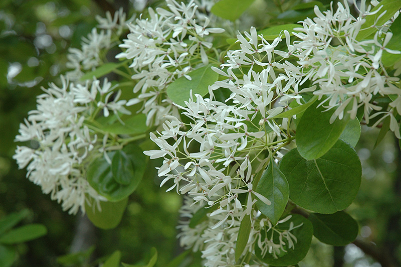 China Snow Chinese Fringetree (Chionanthus retusus 'China Snow') at Kennedy's Country Gardens