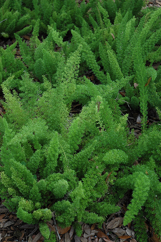 Myers Foxtail Fern (Asparagus densiflorus 'Myers') at Kennedy's Country Gardens