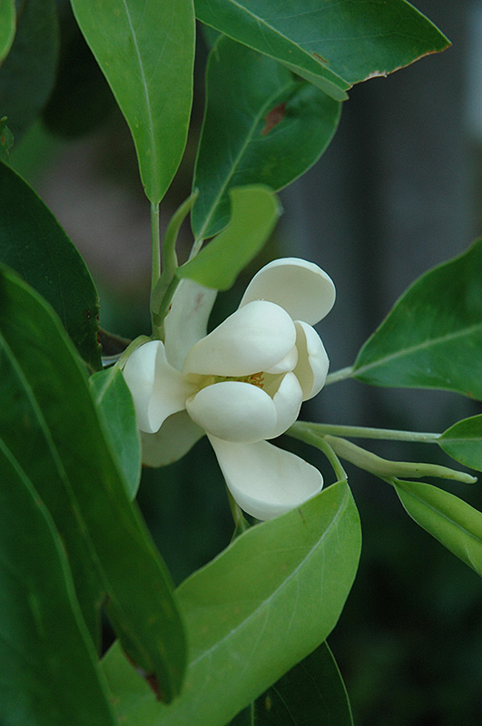 Sweetbay Magnolia (Magnolia virginiana) at Kennedy's Country Gardens