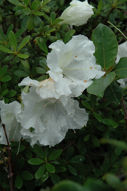 Gumpo White Azalea (Rhododendron 'Gumpo White') at Kennedy's Country Gardens