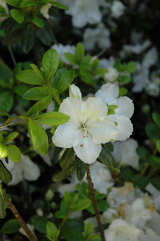 Pleasant White Azalea (Rhododendron 'Pleasant White') at Kennedy's Country Gardens