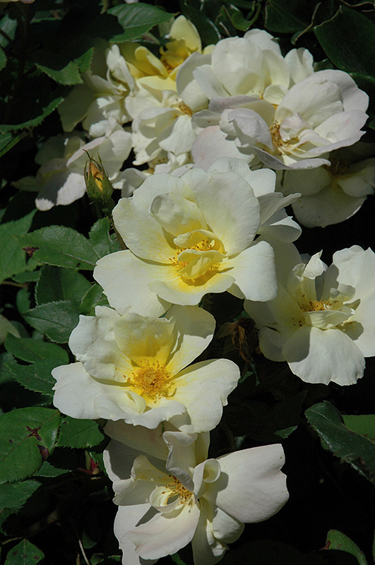 Sunny Knock Out Rose (Rosa 'Radsunny') at Kennedy's Country Gardens