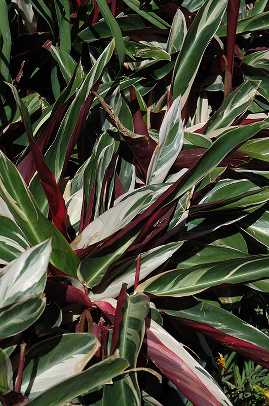 Tricolor Stromanthe (Stromanthe sanguinea 'Tricolor') at Kennedy's Country Gardens