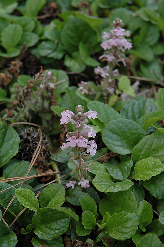 Pink Spire Bugleweed (Ajuga genevensis 'Pink Spire') at Kennedy's Country Gardens