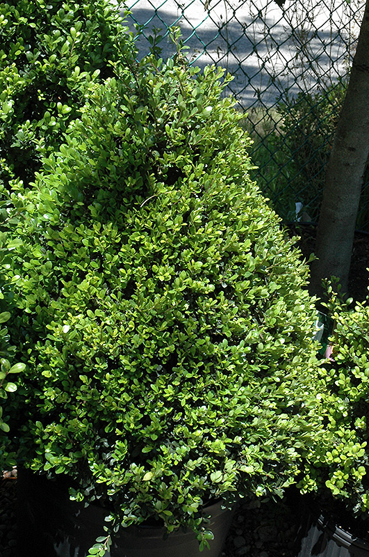 Compact Japanese Holly (Ilex crenata 'Compacta') at Kennedy's Country Gardens