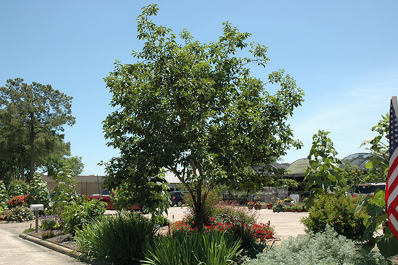 Common Persimmon (Diospyros virginiana) at Kennedy's Country Gardens