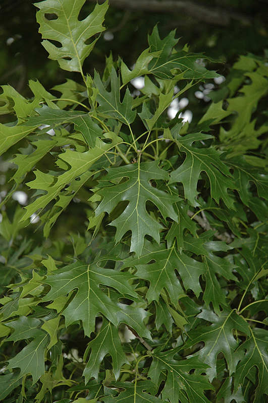 Shumard Oak (Quercus shumardii) at Kennedy's Country Gardens