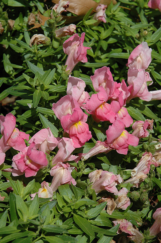 Trailing Snapshot Pink Snapdragon (Antirrhinum majus 'Trailing Snapshot Pink') at Kennedy's Country Gardens