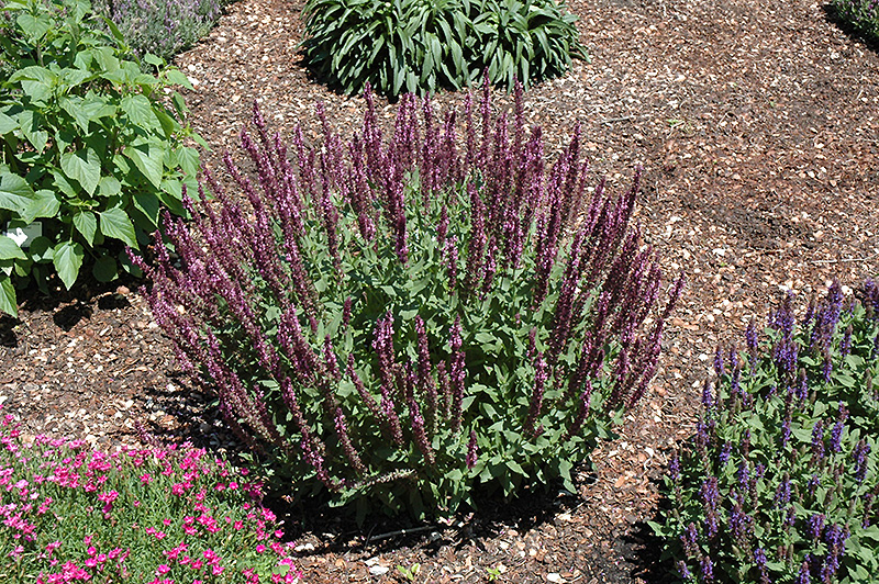 New Dimension Rose Meadow Sage (Salvia nemorosa 'New Dimension Rose') at Kennedy's Country Gardens