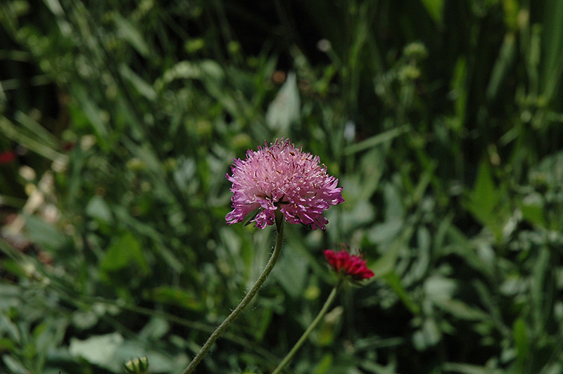 Melton Pastels Scabious (Knautia macedonica 'Melton Pastels') at Kennedy's Country Gardens