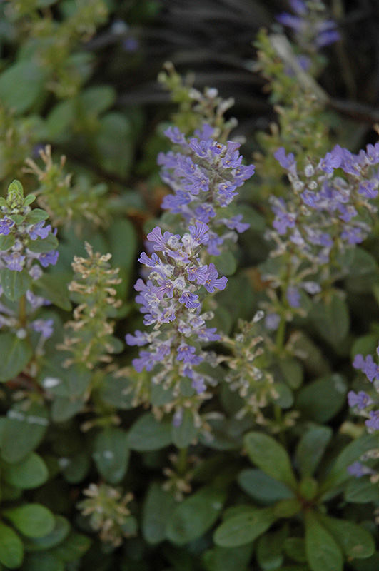 Mint Chip Bugleweed (Ajuga 'Mint Chip') at Kennedy's Country Gardens