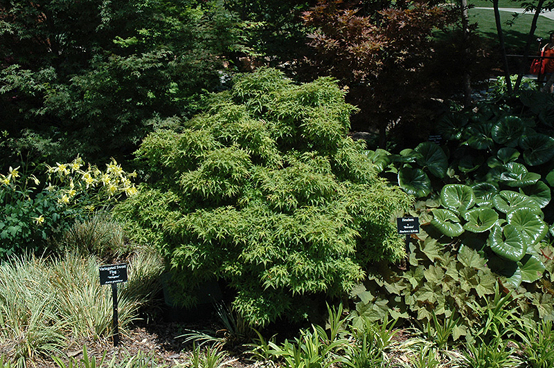 Sharp's Pygmy Japanese Maple (Acer palmatum 'Sharp's Pygmy') at Kennedy's Country Gardens