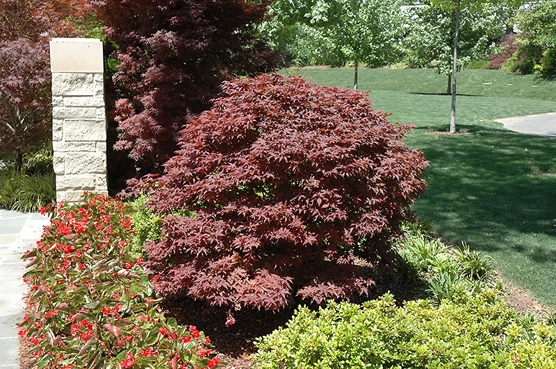 Rhode Island Red Japanese Maple (Acer palmatum 'Rhode Island Red') at Kennedy's Country Gardens