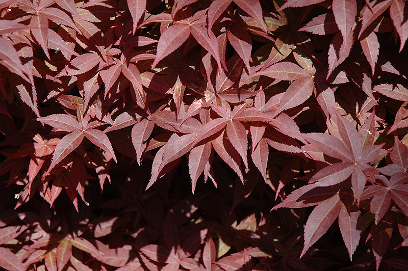 Rhode Island Red Japanese Maple (Acer palmatum 'Rhode Island Red') at Kennedy's Country Gardens