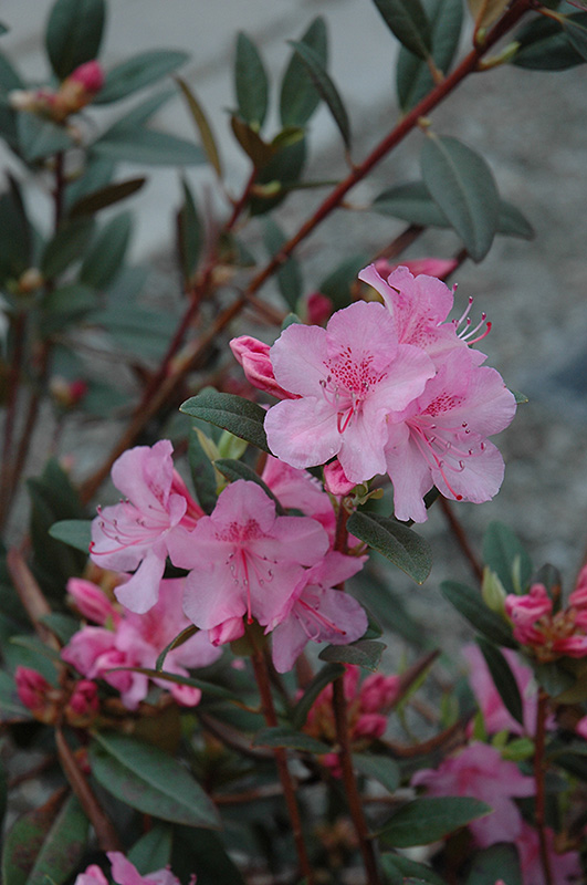 Aglo Rhododendron (Rhododendron 'Aglo') at Kennedy's Country Gardens