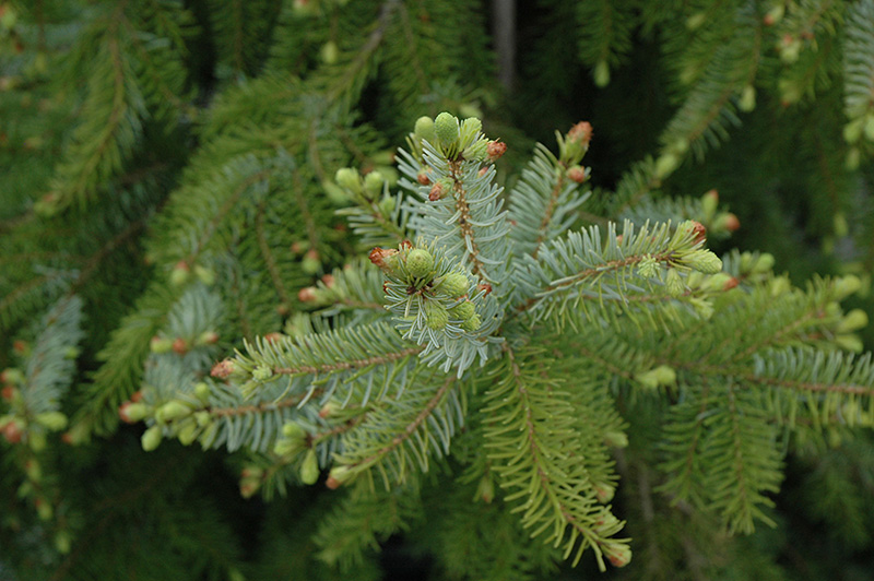 Gotelli Weeping Serbian Spruce (Picea omorika 'Gotelli Weeping') at Kennedy's Country Gardens