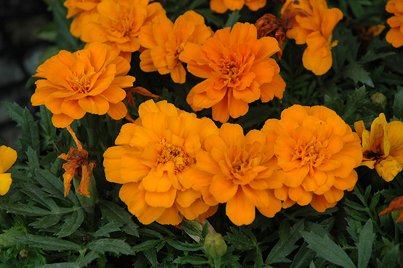Durango Tangerine Marigold (Tagetes patula 'Durango Tangerine') at Kennedy's Country Gardens
