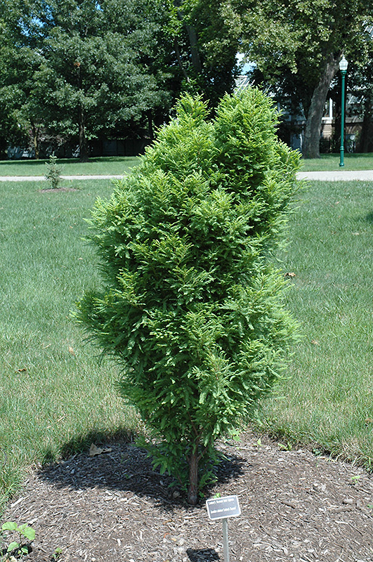 Lindsey's Skyward Bald Cypress (Taxodium distichum 'Skyward') at Kennedy's Country Gardens