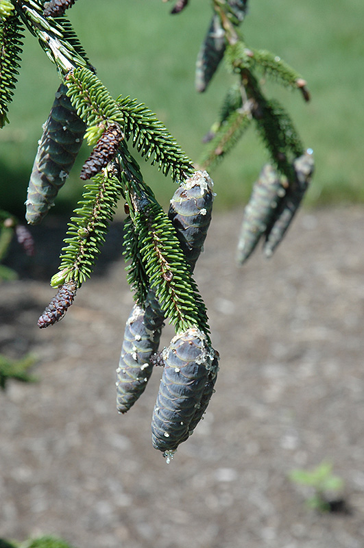 Gowdy Oriental Spruce (Picea orientalis 'Gowdy') at Kennedy's Country Gardens