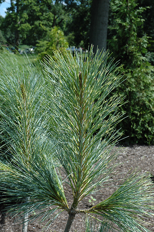 Zebrina Himalayan Pine (Pinus wallichiana 'Zebrina') at Kennedy's Country Gardens