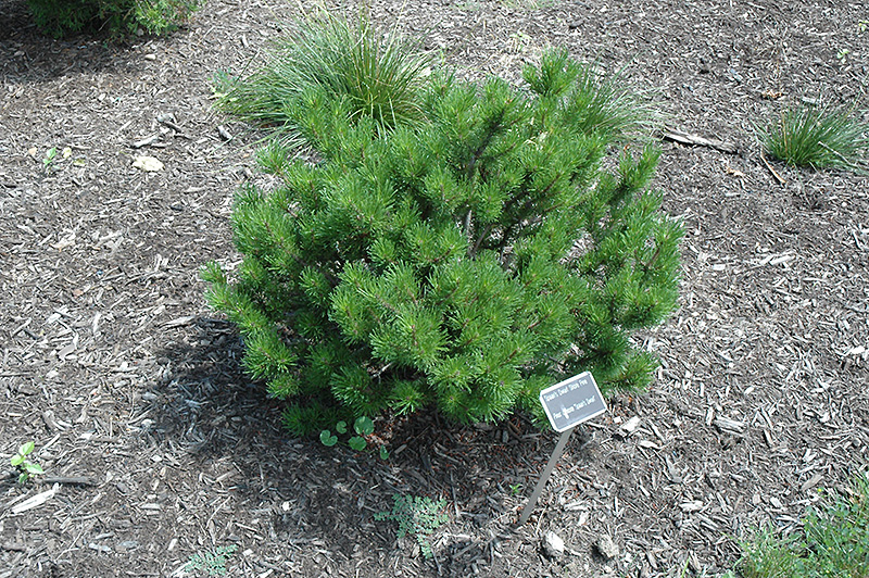 Spaan's Dwarf Shore Pine (Pinus contorta 'Spaan's Dwarf') at Kennedy's Country Gardens